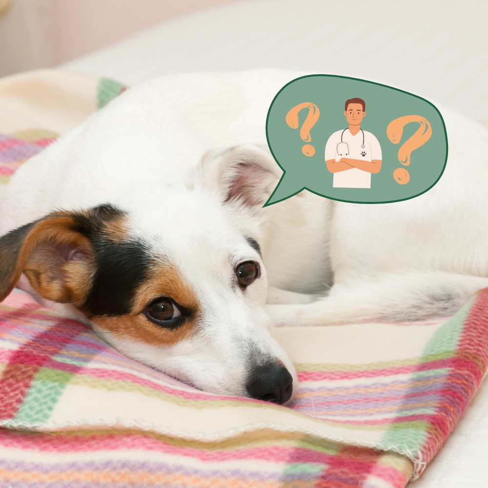 Scheinträchtigkeit bei Hunden: Ein natürlicher, oft missverstandener Vorgang